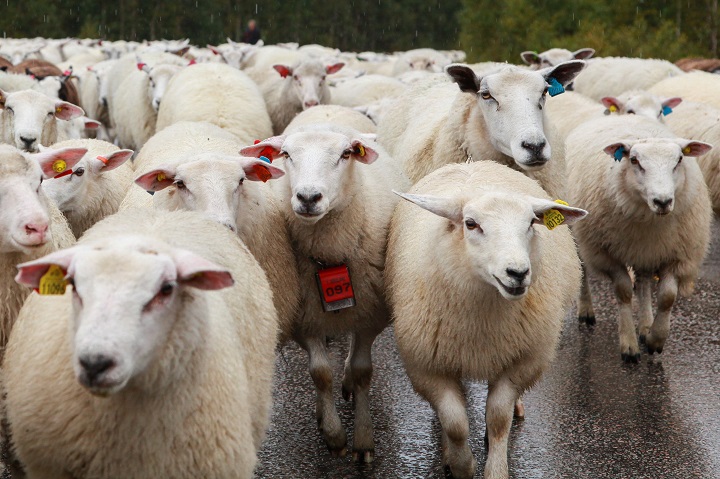 Info om sauedrifta 2023 trykk på bildet