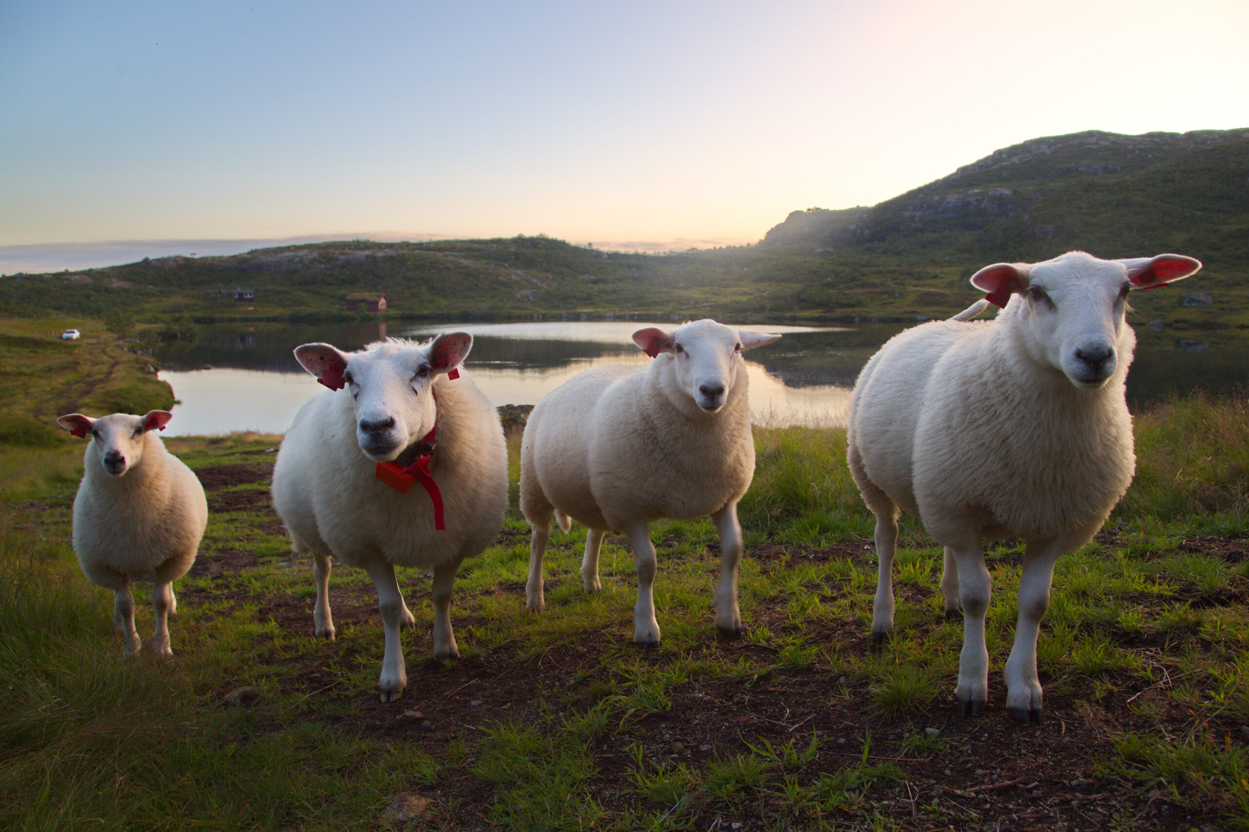 Sirdal Days sheep